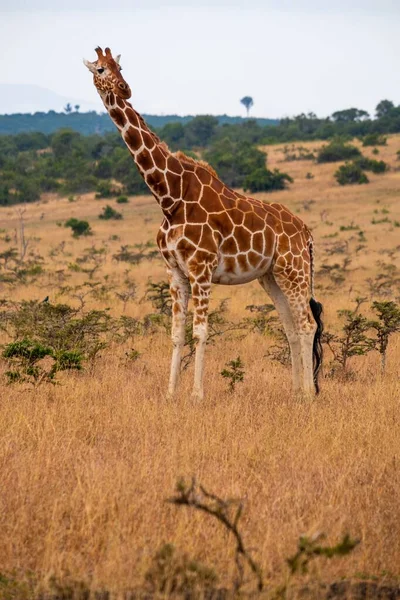 Colpo Verticale Una Giraffa Una Giungla Catturata Kenya Nairobi Samburu — Foto Stock