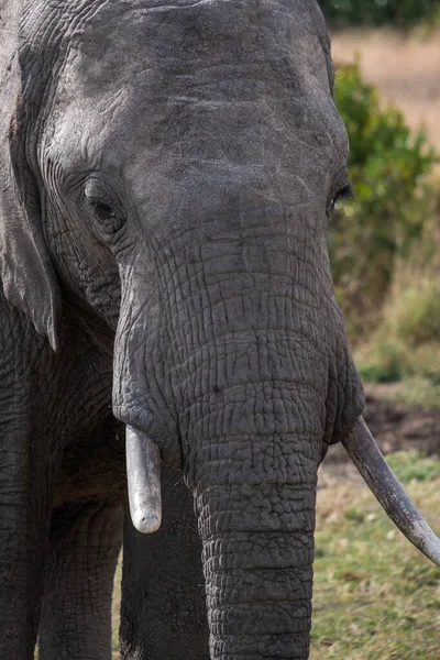 Kenya Pejeta Yakalanan Bir Filin Dikey Yakın Çekimi — Stok fotoğraf
