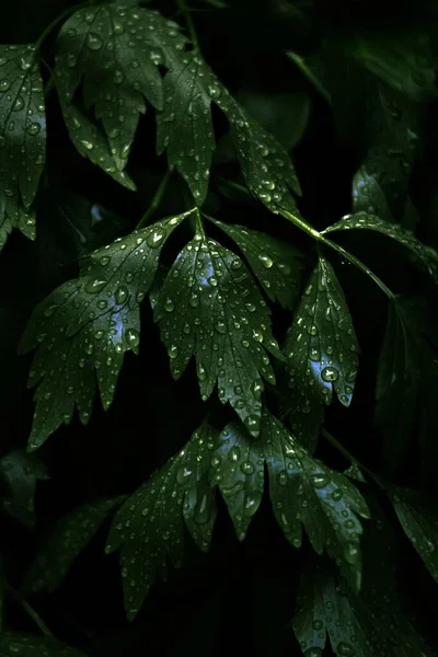 Вертикальный крупный план свежих зеленых листьев с множеством капель росы на них — стоковое фото