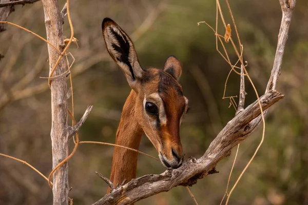 在肯尼亚 内罗毕 桑布鲁捕获的树枝中 有一只野鹿 — 图库照片
