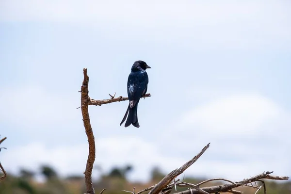 Selektivní soustředění záběru černého ptáka na větev chycenou v Keni, Nairobi, Samburu — Stock fotografie