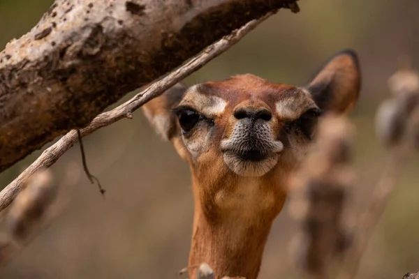Tiro Perto Camelo Entre Árvores Capturadas Quênia Nairobi Samburu — Fotografia de Stock