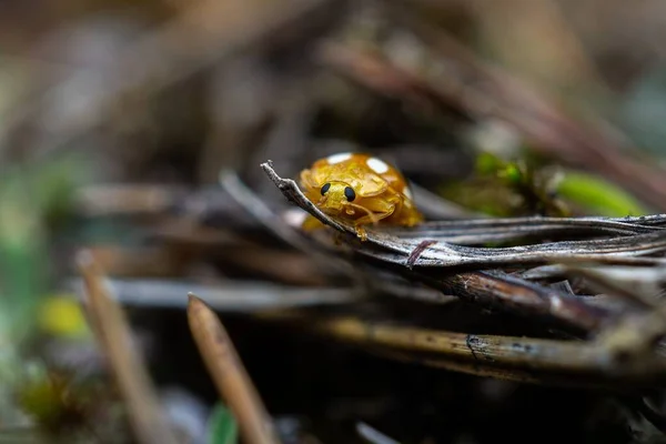 Selective Focus Shot Beautiful Yellow Ladybug Sitting Branch Tree — Stock Photo, Image