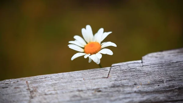 Выборочный снимок красивого цветка маргаритки Oxeye на размытом фоне — стоковое фото