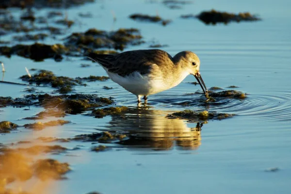 Closeup shot of a beautiful dunlin bird drinking water in the lake  with reflection — Stock Photo, Image