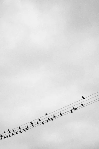 Függőleges szürkeárnyalatú felvétel madarak sziluettek ül elektromos vezetékek szürke alapon — Stock Fotó