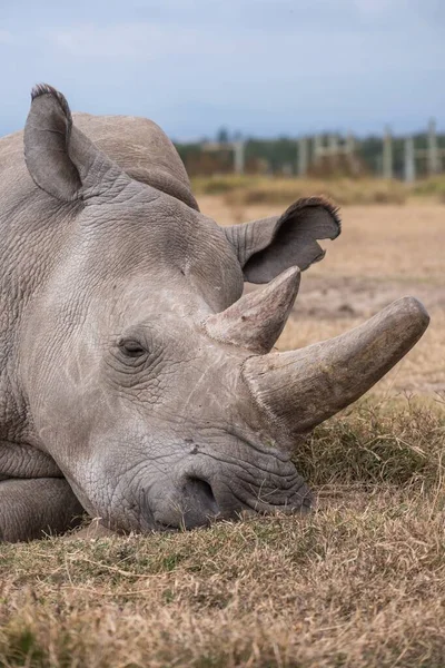 Eine Vertikale Aufnahme Eines Nördlichen Breitmaulnashorns Auf Einem Feld Pejeta — Stockfoto