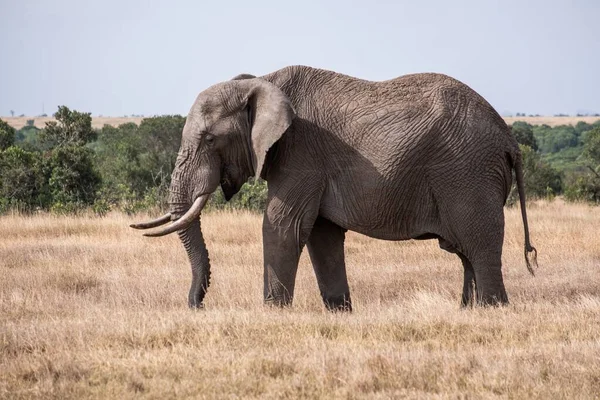 Ein Prachtvoller Elefant Auf Einem Feld Inmitten Des Dschungels Pejeta — Stockfoto