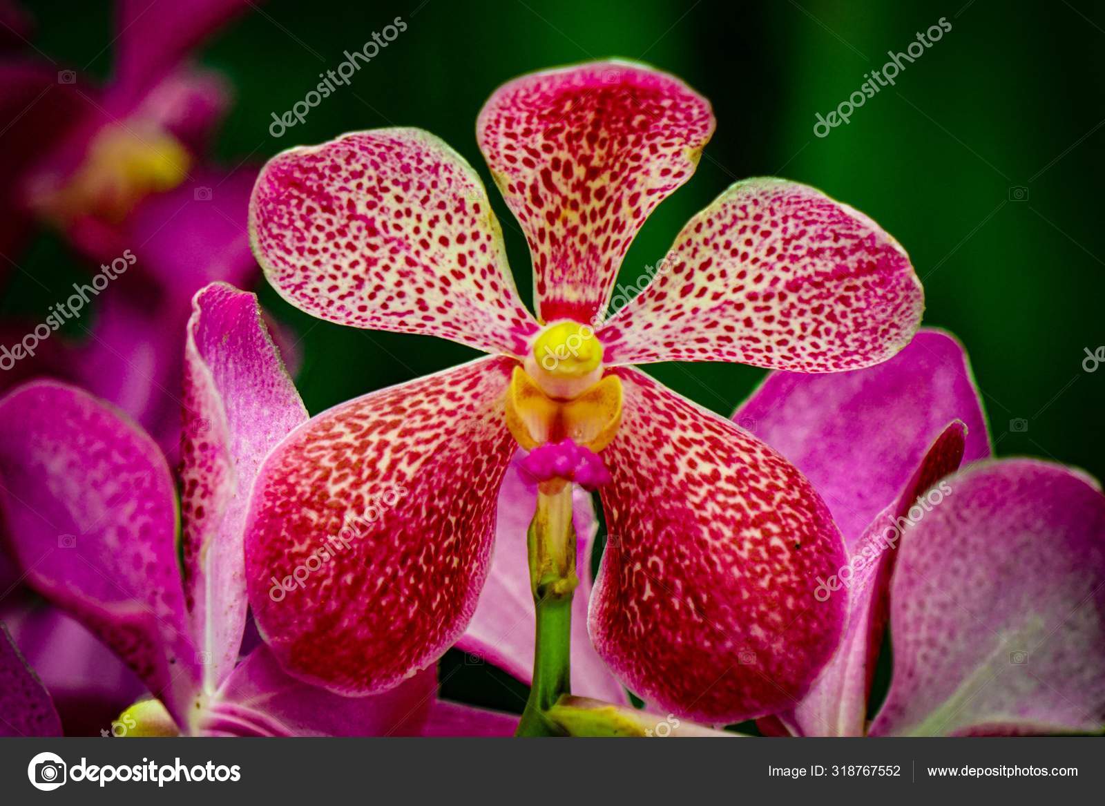 Orquídea filipina fotos de stock, imágenes de Orquídea filipina sin  royalties | Depositphotos