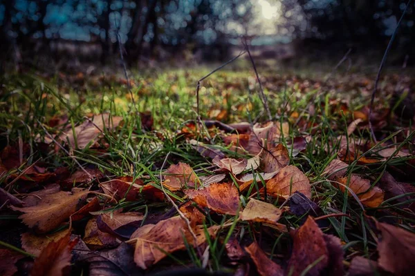 Eine Selektive Fokusaufnahme Von Herbstblättern Die Auf Dem Boden Einem — Stockfoto