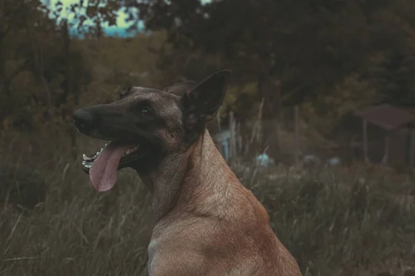 Bir Tayvan Köpeği Nin Maceralar Ararken Yan Tarafa Baktığı Düşük — Stok fotoğraf