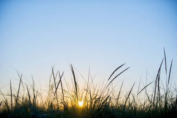 Primer plano de un campo cubierto de hierba con un cielo azul en el fondo — Foto de Stock