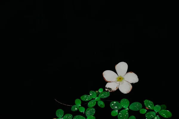 Ilustração de uma flor vermelha e folhas verdes em um fundo preto — Fotografia de Stock