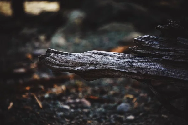 Closeup tiro de um pedaço de madeira em uma área de natureza sobre fundo borrado — Fotografia de Stock