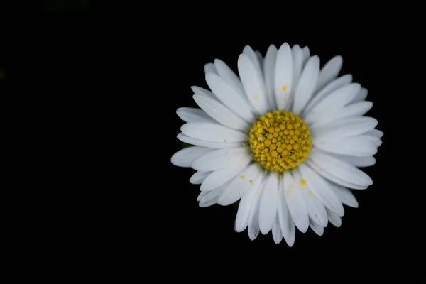 Close-up shot van een schattig Bellis perennis madeliefje op zwarte achtergrond — Stockfoto