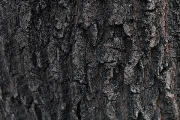 Ağacın yüzeyinin gri ölçekli görüntüsü serin bir arka plan duvar kağıdı için mükemmel. — Stok fotoğraf