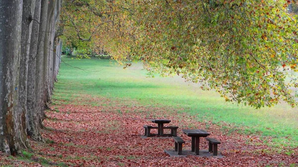Beautiful scenery of a range of trees with colorful leaves in the park with benches — Stock Photo, Image