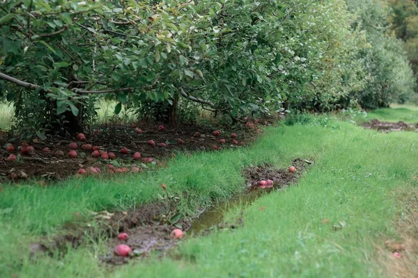 Gyönyörű zöld mező almafákkal és vörös almákkal a földre hullott. — Stock Fotó