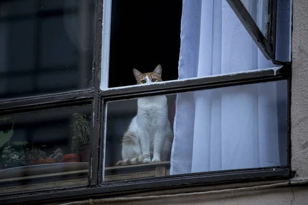 Cute shot of a brown and white Tabby cat looking out the window waiting to get in trouble — Stock Photo, Image