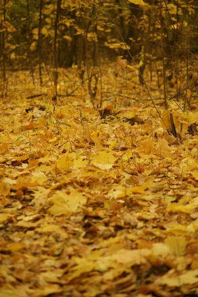 Tiro Vertical Uma Floresta Com Árvores Nuas Folhas Outono Amarelas — Fotografia de Stock
