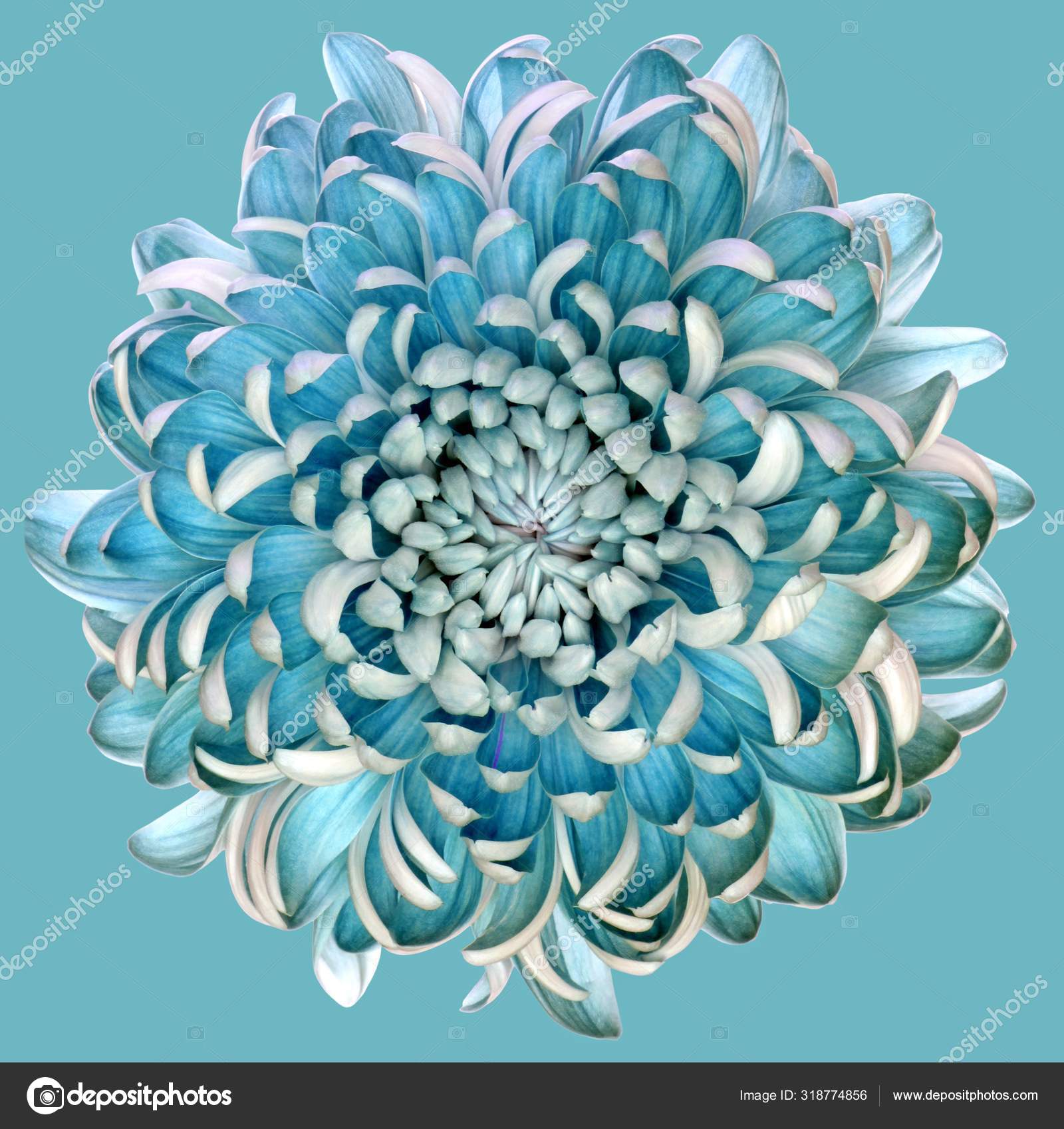 Illustration en gros plan d'une grande fleur bleue et blanche sur fond bleu  image libre de droit par Wirestock © #318774856
