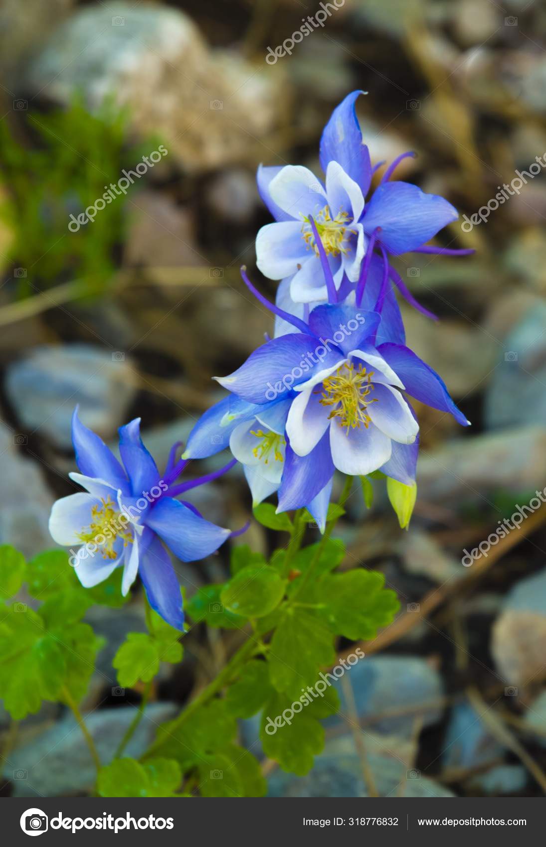 Featured image of post Columbine Flower Colorado : The columbine is an unexpected poised beauty in the rugged wilds of colorado.