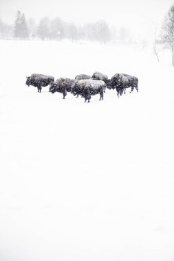 A vertical shot of a herd of bison on the snowy ground during the snowflake clipart