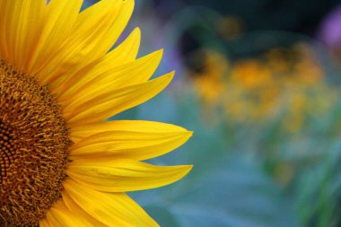 Closeup shot of a beautiful yellow sunflower on a blurred background clipart