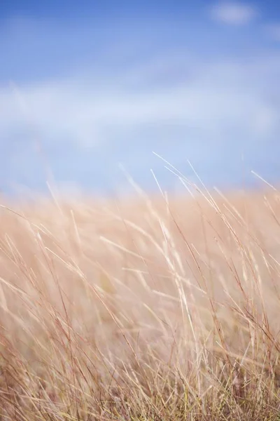 Svislý záběr suchého travnatého pole ve větru s rozmazaným pozadím — Stock fotografie