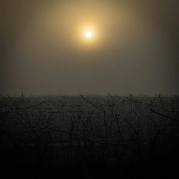 深い朝の霧の中 フランスのワインヤードの美しいショット — ストック写真