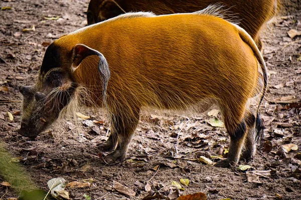 Gros plan d'un porc domestique mangeant des feuilles sèches du sol — Photo