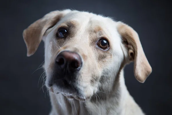Крупним планом знімок милого білого супутника собаки з добрими очима на темному тлі — стокове фото