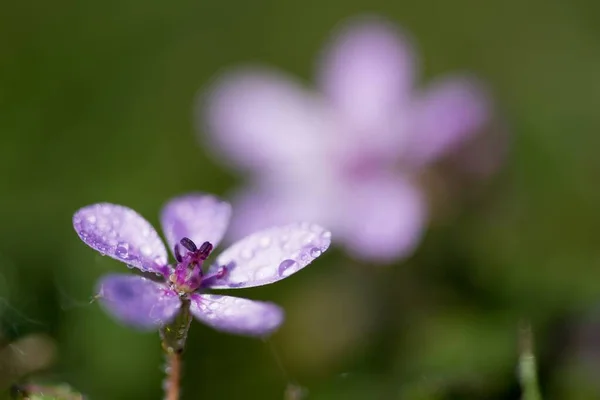 Selektiv fokusbild av en vacker lila växt från familjen Polemoniaceae täckt av daggdroppar — Stockfoto