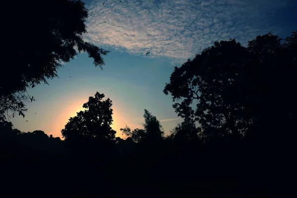Низкий угол съемки заката над красивым лесом — стоковое фото