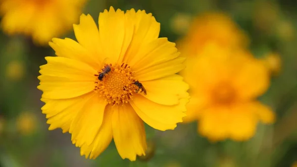 Медоносные пчелы собирают нектар на красивом цветке с желтыми лепестками на размытом фоне — стоковое фото