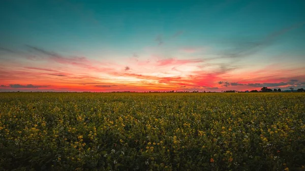 Vista deslumbrante de um campo de flores sob o incrível céu colorido em Middleburg, Países Baixos — Fotografia de Stock