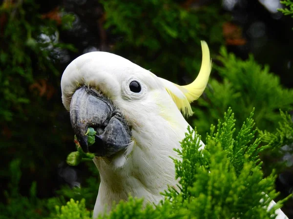 Primer plano de una cabeza de una hermosa cacatúa de cresta de azufre con un aspecto lindo entre algunas plantas — Foto de Stock