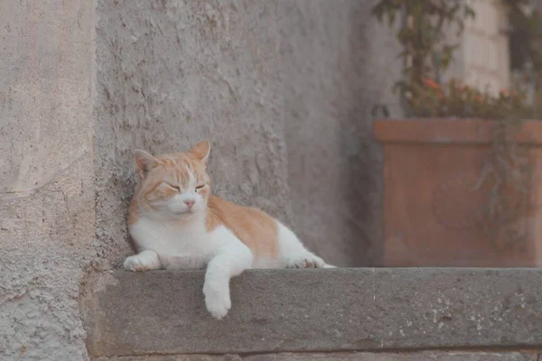 귀여운 흰색 과 갈색 탁자 고양이가한 밤중에 긴장을 풀고 있다 — 스톡 사진