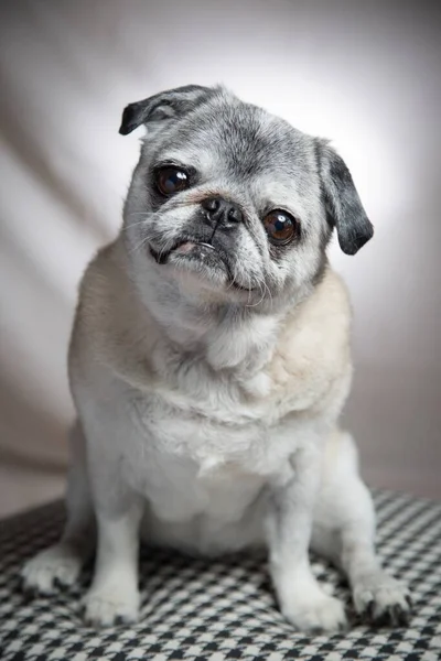 Vertical grayscale shot of a cute pug witting on a blanket — ストック写真