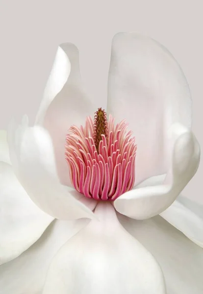 Ilustração vertical de uma flor branca com estames rosa — Fotografia de Stock