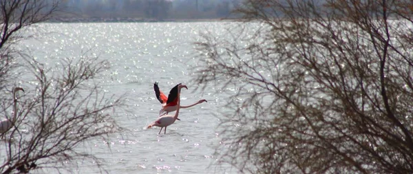 Ein Panoramabild Von Drei Flamingos See Umgeben Von Kahlen Bäumen — Stockfoto