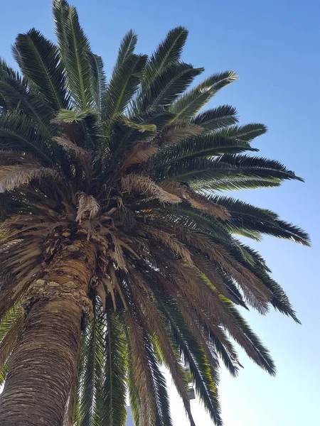 Verticale colpo basso angolo di una splendida palma e il cielo sullo sfondo — Foto Stock