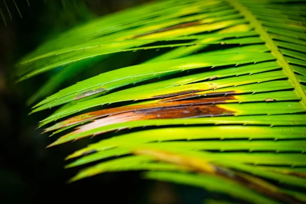 Close-up shot van een exotische plant met veel smalle bladeren met een paar beschadigde — Stockfoto