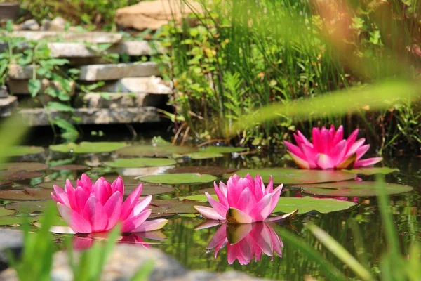 Hermoso paisaje de flores de pétalos rosados en la superficie del lago rodeado de plantas verdes — Foto de Stock