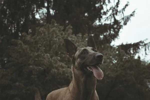 Sudut rendah close-up shot dari Taiwan Dog melihat ke sisi dalam mencari petualangan — Stok Foto