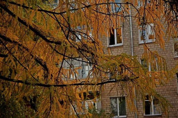 Низький Куток Гілок Дерева Жовтим Осіннім Листям Перед Житловим Будинком — стокове фото