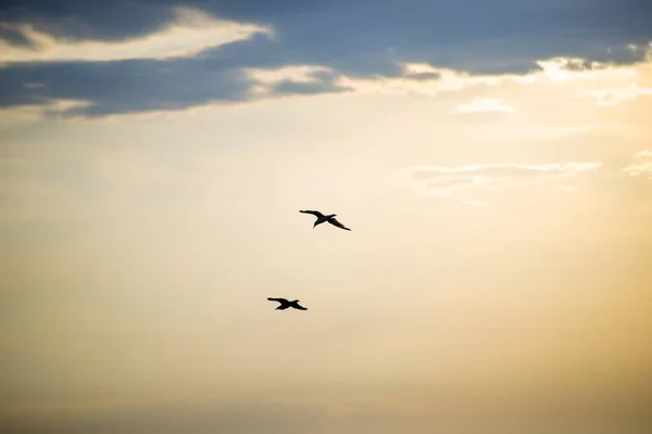 Silhuett av måsar flyger med en molnig himmel i bakgrunden — Stockfoto