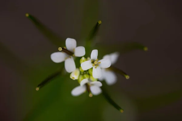 Fotografia macro de uma planta bonito floração branca crescendo no meio de um jardim — Fotografia de Stock