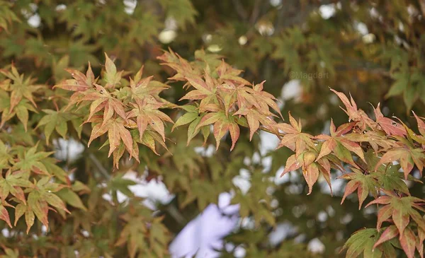 Closeup shot of yellow maple leaves on blurred background - perfect for a cool wallpaper