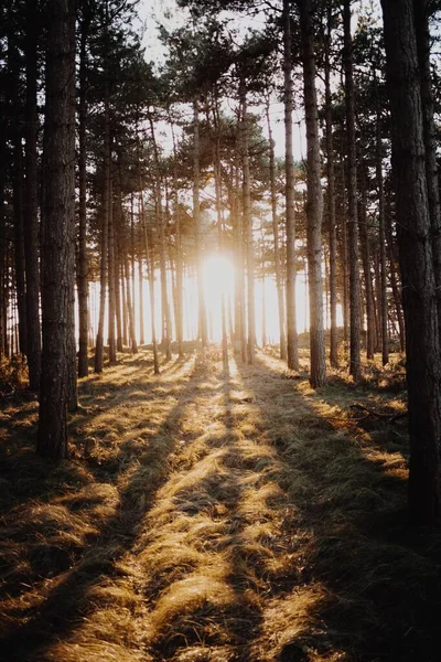 Вертикальні сонячні промені, що світять крізь дерева в лісі, захопленому в Домбурзі (Нідерланди). — стокове фото